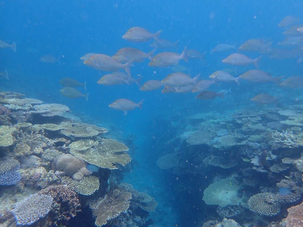 A photo of a coral reef in the Great Barrier Reef. Some corals are affected with white spot syndrome. A school of silver-coloured fish swim above the reef